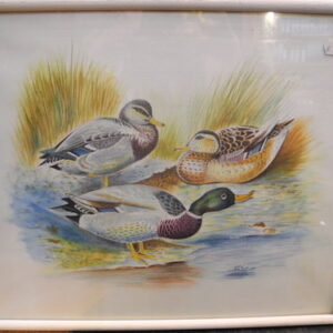 Enten im Teich ( Bild )